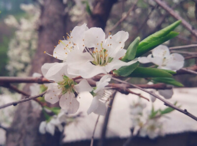 海棠花