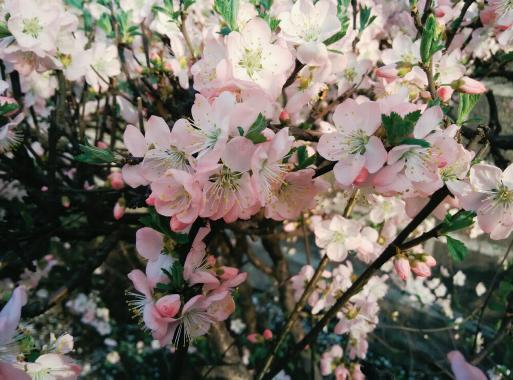 樱桃花