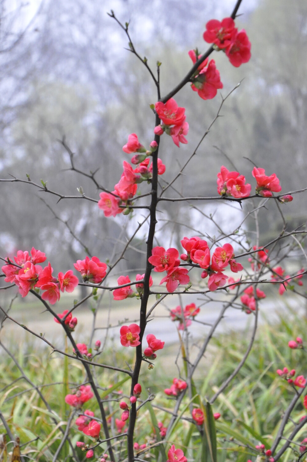 贴梗海棠皱皮木瓜可能是根据花和果的形态起不同的名儿吧南京3月