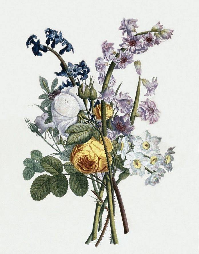 #1805 Jean Louis Prevost 绘制# #Collection des Fleurs et des Fruits# ~花花~*^O^*~