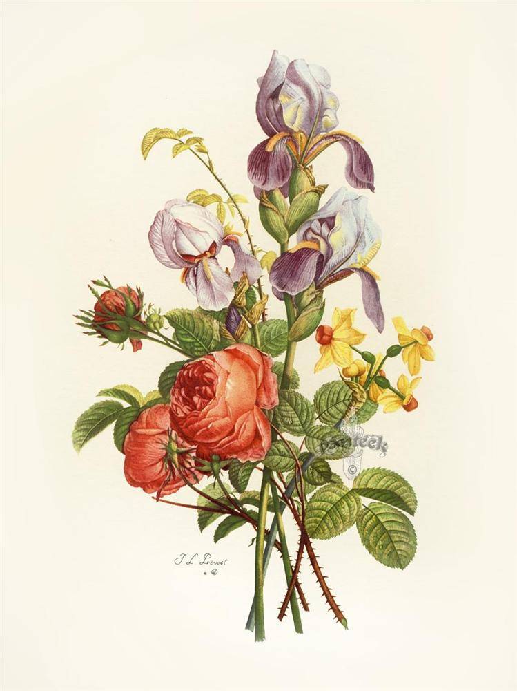 #1805 Jean Louis Prevost 绘制# #Collection des Fleurs et des Fruits# ~花花~*^O^*~