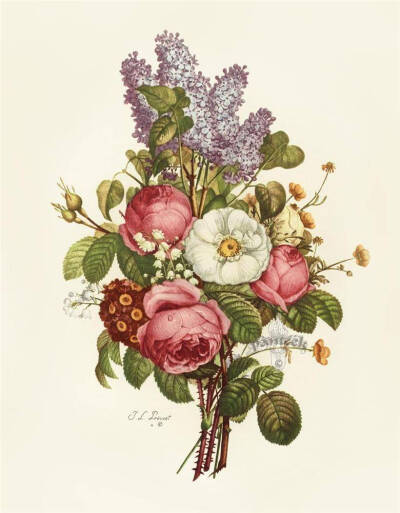 #1805 Jean Louis Prevost 绘制# #Collection des Fleurs et des Fruits# ~花花~*^O^*~