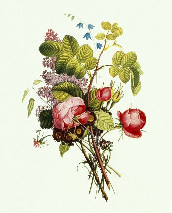 #1805 Jean Louis Prevost 绘制# #Collection des Fleurs et des Fruits# ~花花~*^O^*~