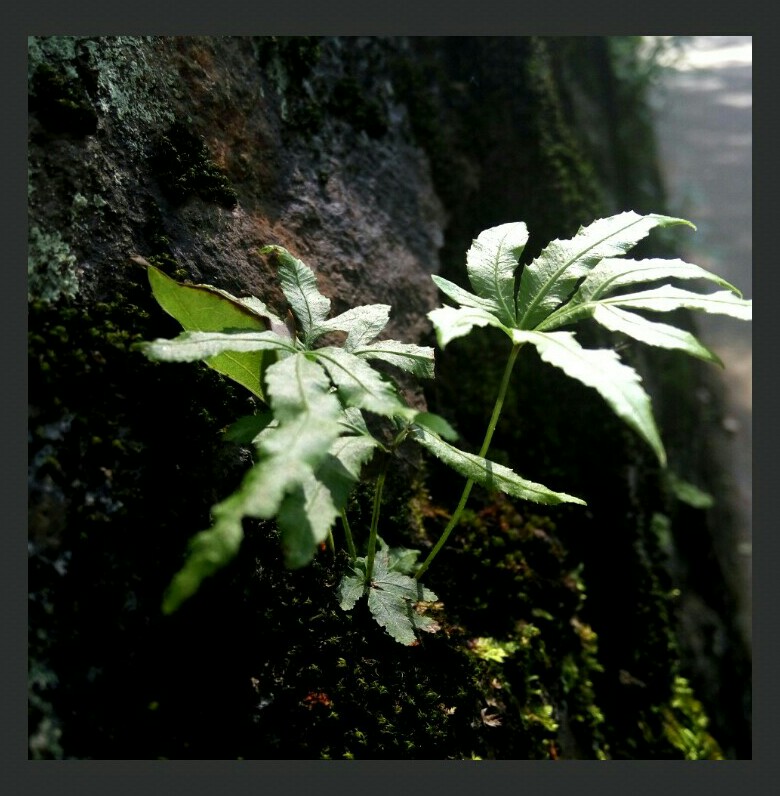 学校里静待时光的小草