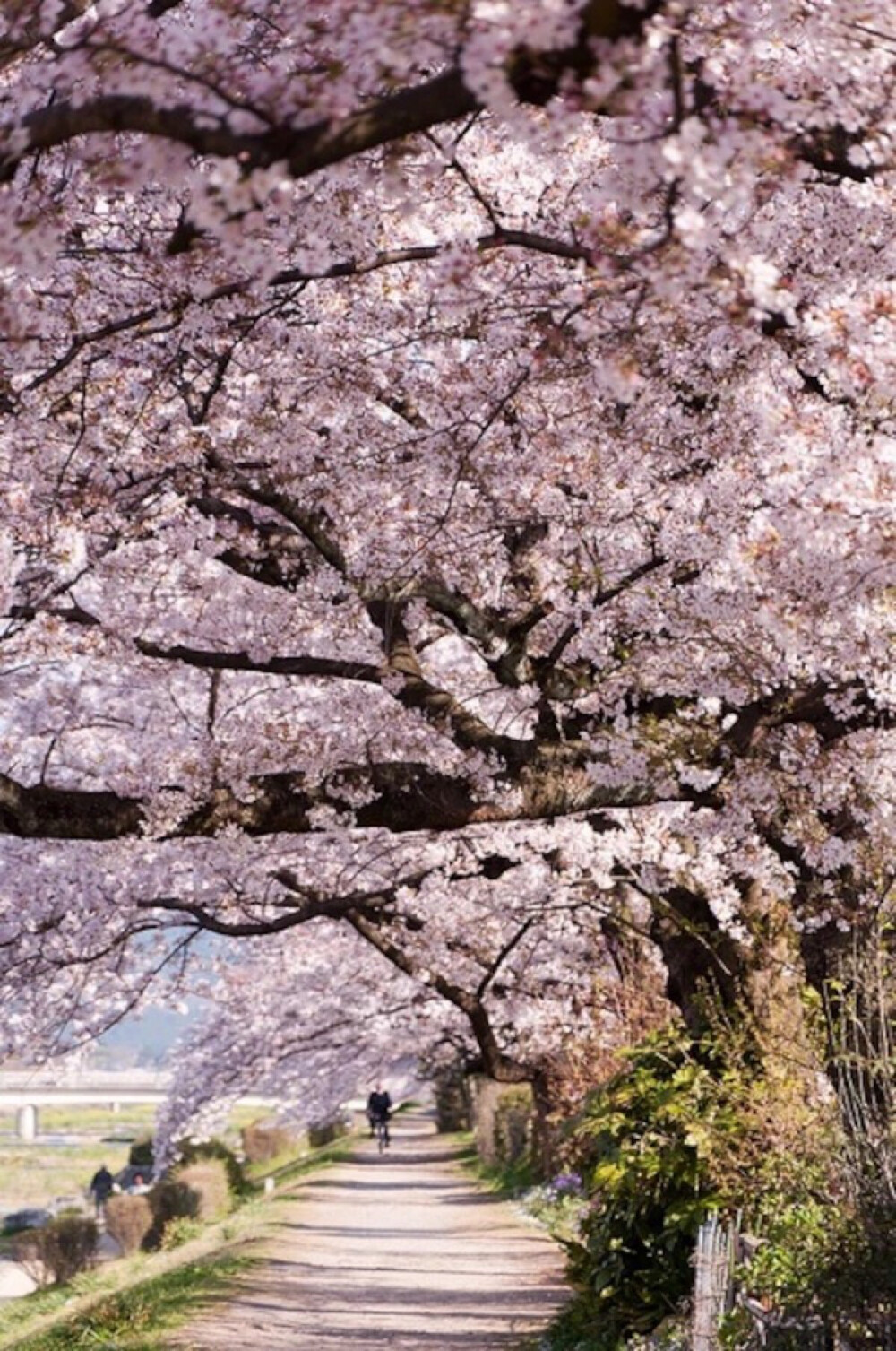 Along the Kamogawa River, Kyoto, Japan 日本京都賀茂川堤的半木之道（なからぎのみち）。从植物园西侧沿贺茂川到北大路桥和北山大桥之间是一条布满了粉红色垂樱的路。与潺潺流淌的贺冒川的风景交相辉映，营造出春日阳光般温暖舒适又清新无比的氛围。这里的开花相对较晚。盘腿而坐凭岸远眺或是逛逛北山通的时尚店铺也是不错的选择。