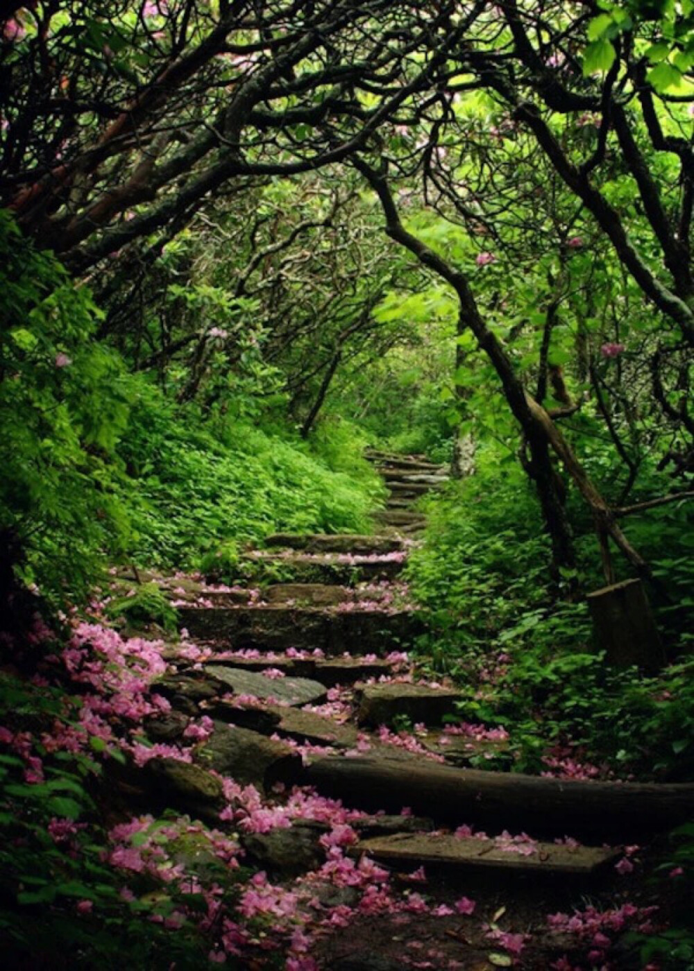 Craggy Gardens, Asheville, North Carolina。北卡罗莱纳州阿什维尔的花园。