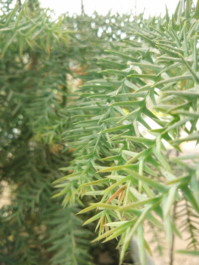 草本植物