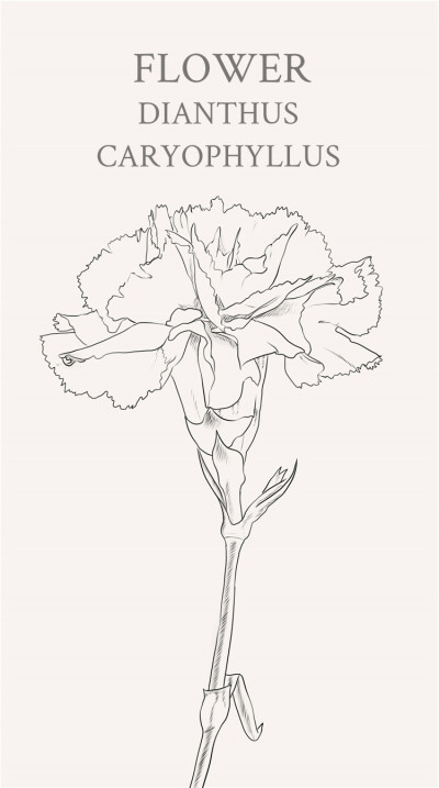 康乃馨，原名：香石竹，英文名：Dianthus caryophyllus.康乃馨花语：热情、魅力、使人柔弱的爱、真情、母亲我爱你、温馨的祝福、热爱着你、慈祥、不求代价的母爱、宽容、母亲之花、浓郁的亲情、亲情思念、清纯的爱慕…