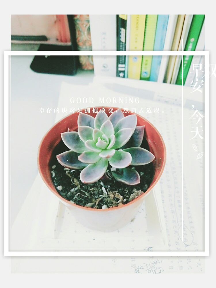 #你赚的第一笔钱干嘛用#买了盆多肉