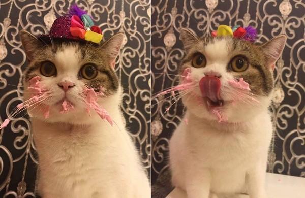 喵星人，一只吃生日蛋糕的小馋猫，萌翻啦！
