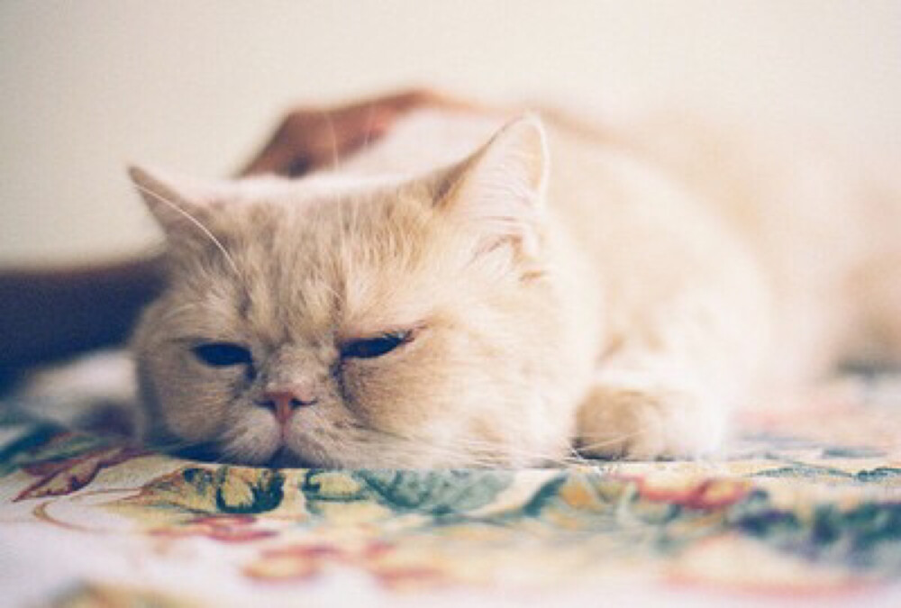 喵星人不开森不开森