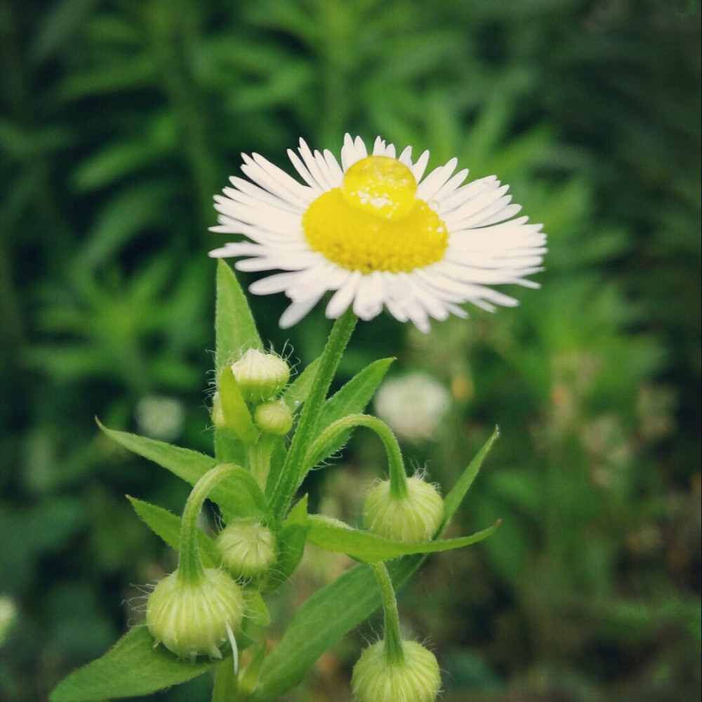 花花花