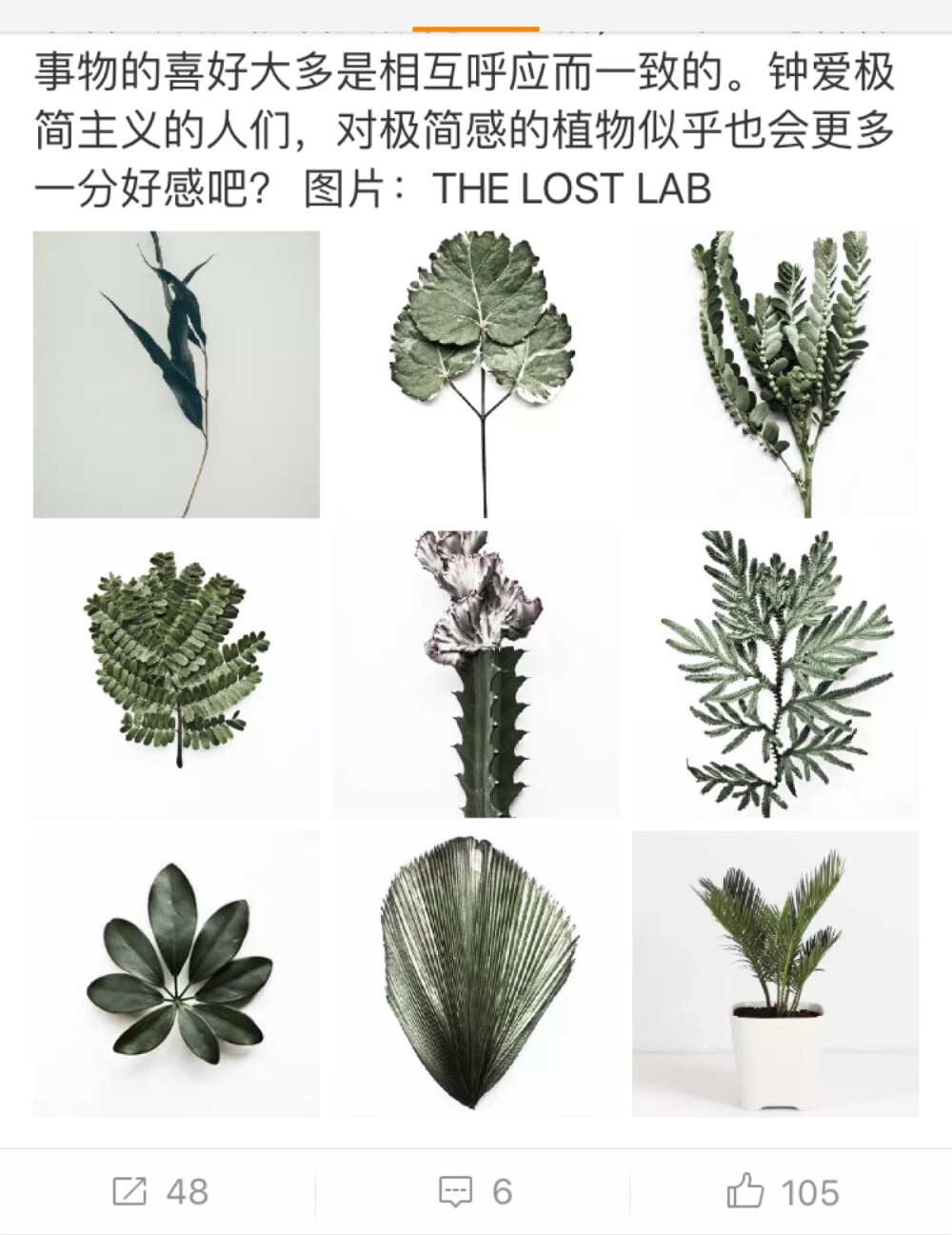 绿色植物