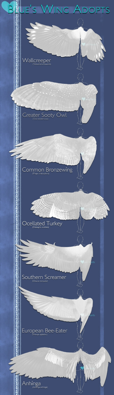 #SAI资源库# 动漫 画天使（鸟人）！作为翅膀控（鸟人控）的Blue-Hearts 制作的翅膀、骨骼结构、年龄设定图。自己收藏，转需~