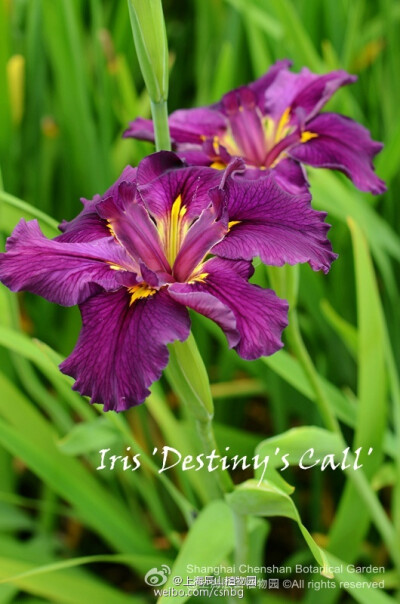 路易斯安娜鸢尾(Louisiana Iris )