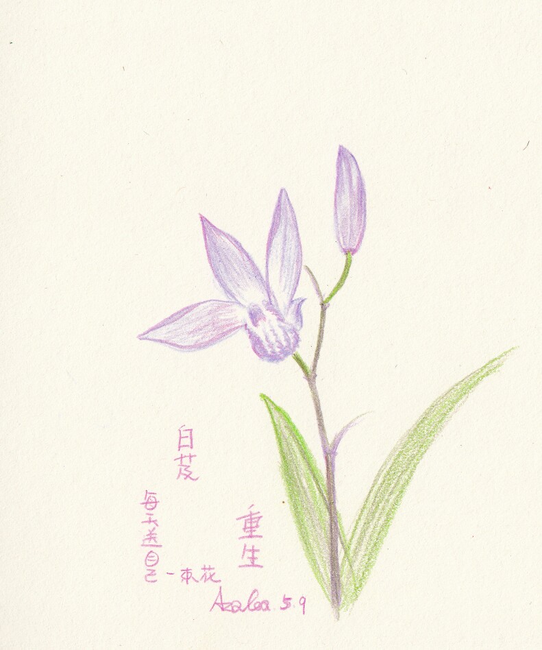 每天送自己一束花白芨重生