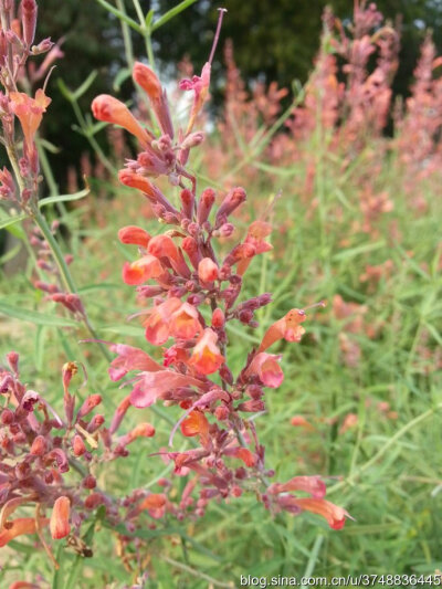 【石之若璞-花事-觅花影】—串红or扫帚苗—阿帕奇日落岩生藿香~~
阿帕奇日落岩生藿香~
唇形科藿香属~
似乎是个园艺品种~~