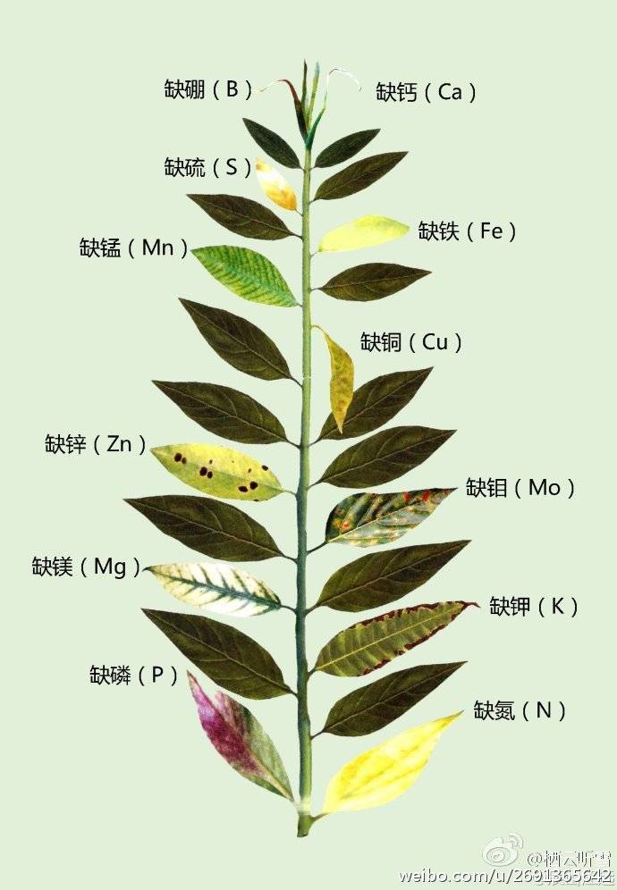 植物用叶子告诉你想吃啥～