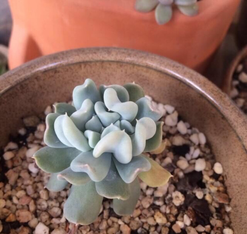 特玉莲【微信公众号：多肉植物的坑】