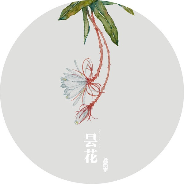 昙花