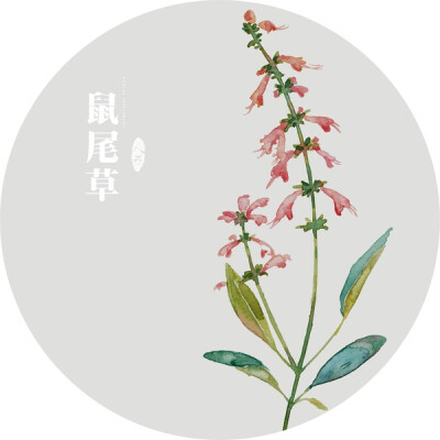 鼠尾草