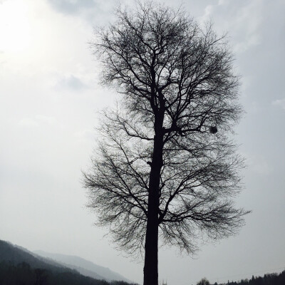 仙人洞。成长的大榕树！