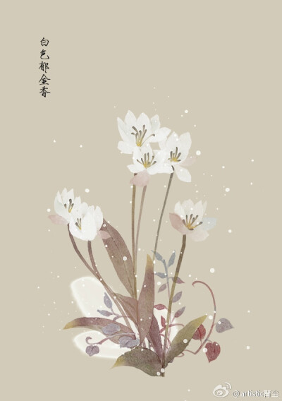 绘师：artistic青尘
#365天生日花# 1月7日 白色郁金香 (Tulip)
花语 : 单恋
花箴言 : 应慎金对待自己的感情，单恋是苦果，相恋才是感情升华。