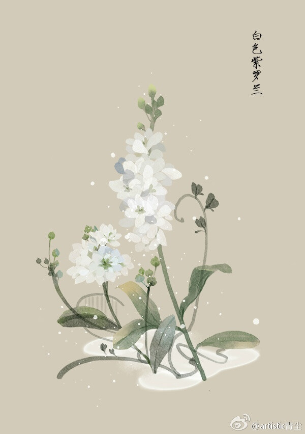 绘师：artistic青尘
#365天生日花# 1月6日 白色紫罗兰 (Violet)
花语 : 洁白无瑕的爱
花箴言 : 您是! 太阳与月亮的结合体，追寻如星星般璀璨的浪漫爱情。