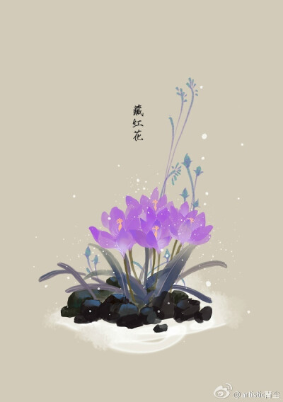 绘师：artistic青尘
#365天生日花# 1月3日 藏红花 (Spring Crocus)
花语 : 执著
花箴言 : 若果人生没有了爱，就像在漆黑的隧道前行，没方向，举步维艰。