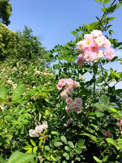 阳下花开