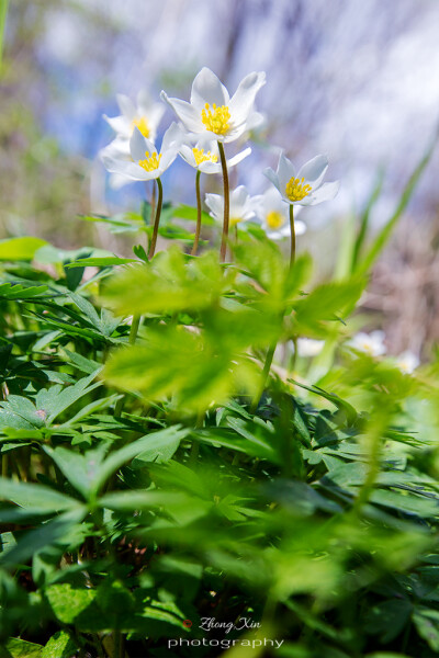 Anemone baicalensis var. rossii 细茎银莲花