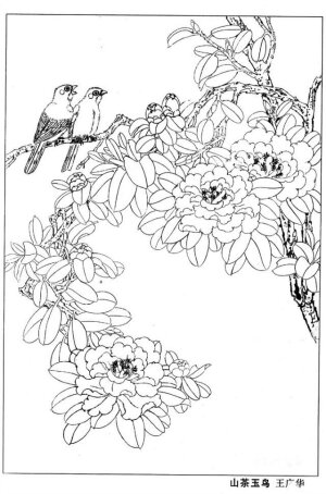 鸟语花香～白描