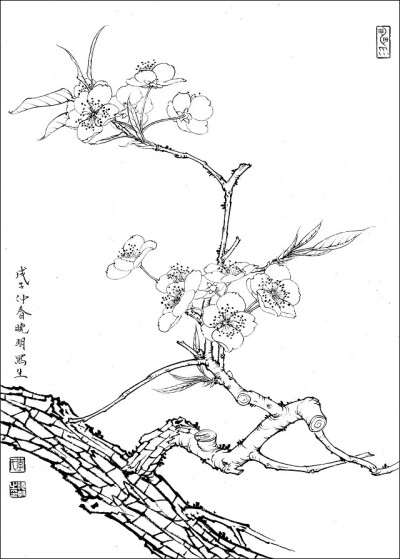 白描花卉