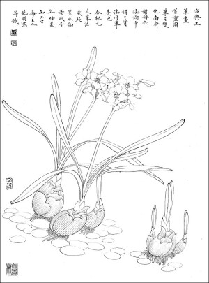 白描花卉