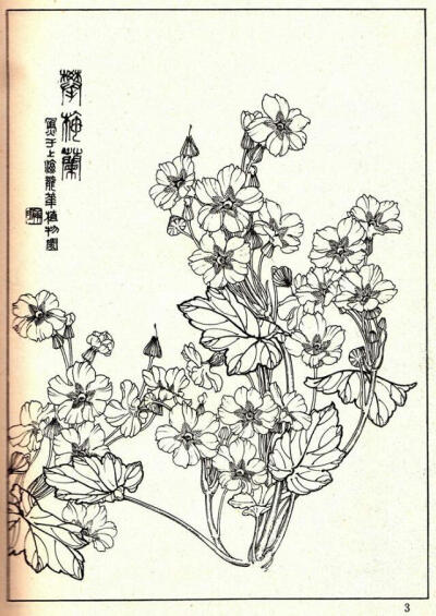 白描花卉