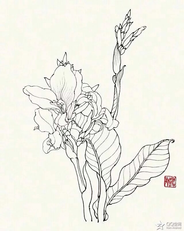 白描花卉