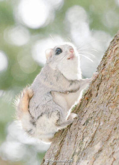 野生飞天鼠