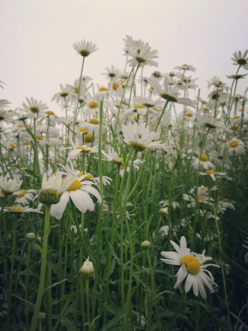 和你一起看的花。