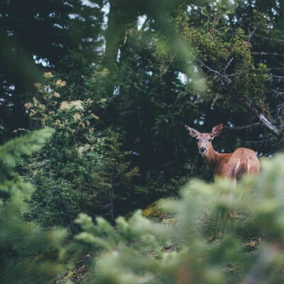 林深时见鹿