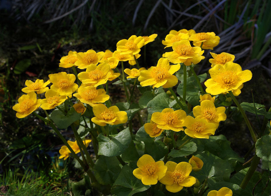 侵图请告，即删 驴蹄草（学名：Caltha palustris L.）