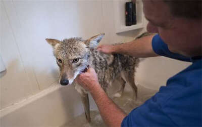 美国有位爸爸2011年时在森林发现有只母狼被猎杀，五天后他找到了狼的窝，发现里面还有只快被饿死的小狼，他把小狼带回了家，取名wiley。小家伙就跟他女儿Hailey生活在一起，它喜欢跟汪玩、亲人、爱散步，也讨厌洗澡…