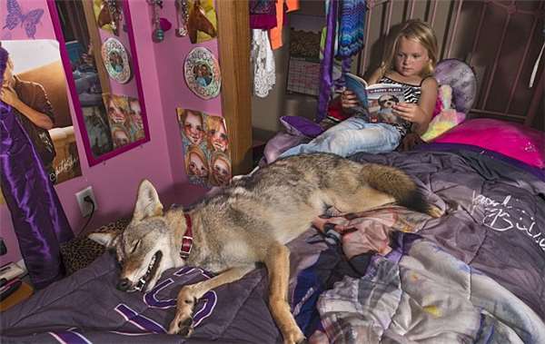美国有位爸爸2011年时在森林发现有只母狼被猎杀，五天后他找到了狼的窝，发现里面还有只快被饿死的小狼，他把小狼带回了家，取名wiley。小家伙就跟他女儿Hailey生活在一起，它喜欢跟汪玩、亲人、爱散步，也讨厌洗澡，如今它长大了，对小女儿Hailey非常忠诚，Hailey在它的守护下活的像位公主