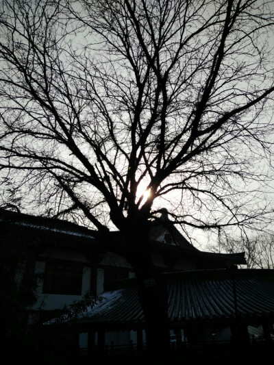 一日看尽长安景