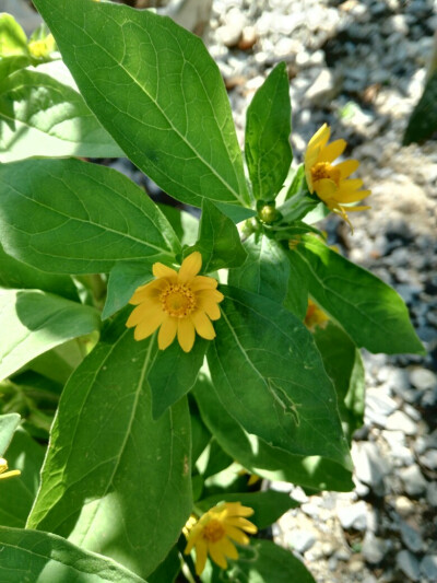 小黄花