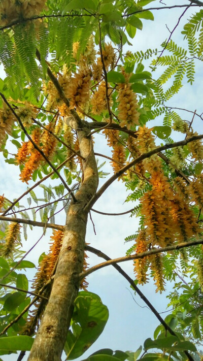 不知名树花