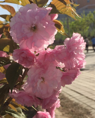  当我看到那如烟似锦的樱花，竟然在几天之内就凋谢了，我多么希望能同你一起，同享这惊心动魄的美。