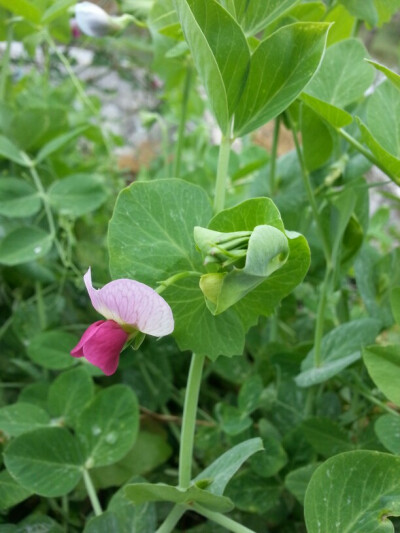 豌豆花