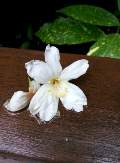 潜山木栏上，雨后的芬芳