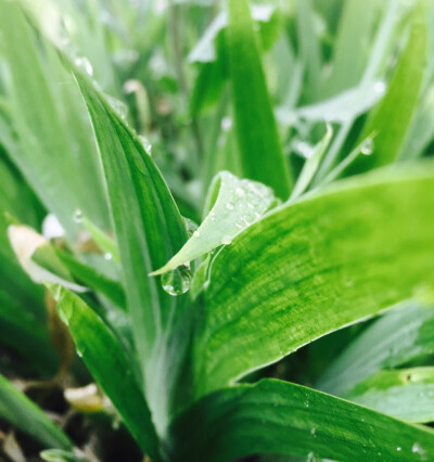 雨露