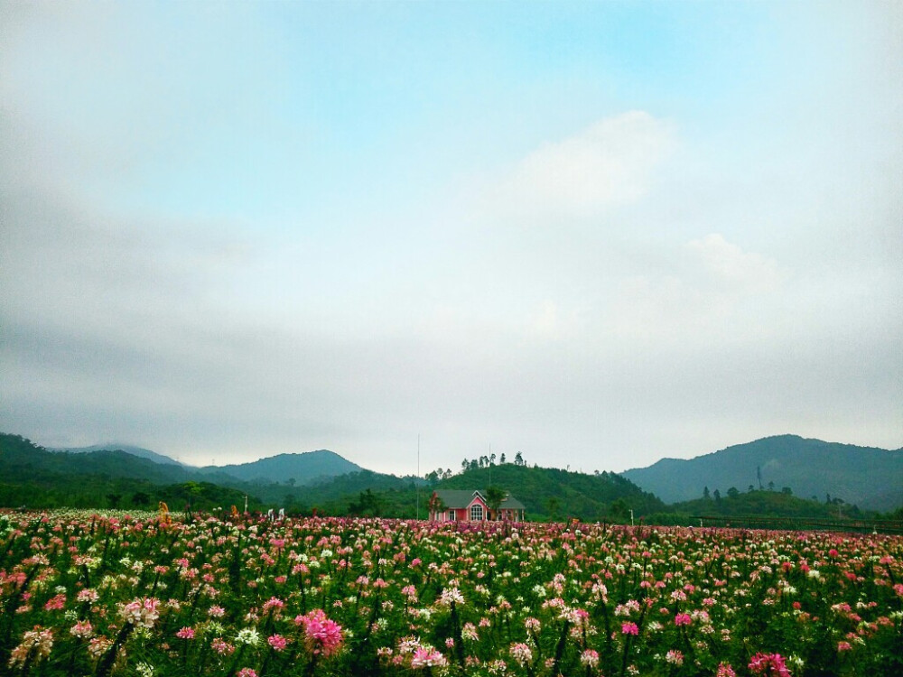 醉蝶花海